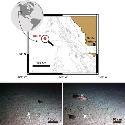 Deep-Sea Echinoid Trails and Seafloor Nutrient Distribution: Present and Past Implications